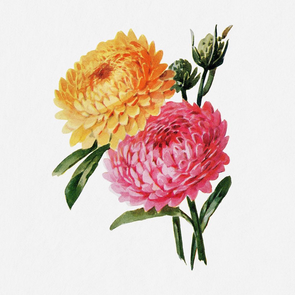 Helichrysum flower illustration, vintage watercolor design, digitally enhanced from our own original copy of The Open Door…