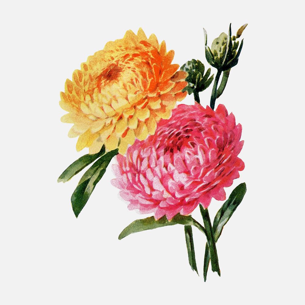 Helichrysum flower sticker, watercolor illustration vector, digitally enhanced from our own original copy of The Open Door…