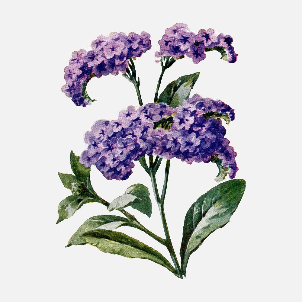 Heliotrope flower sticker, watercolor illustration vector, digitally enhanced from our own original copy of The Open Door to…