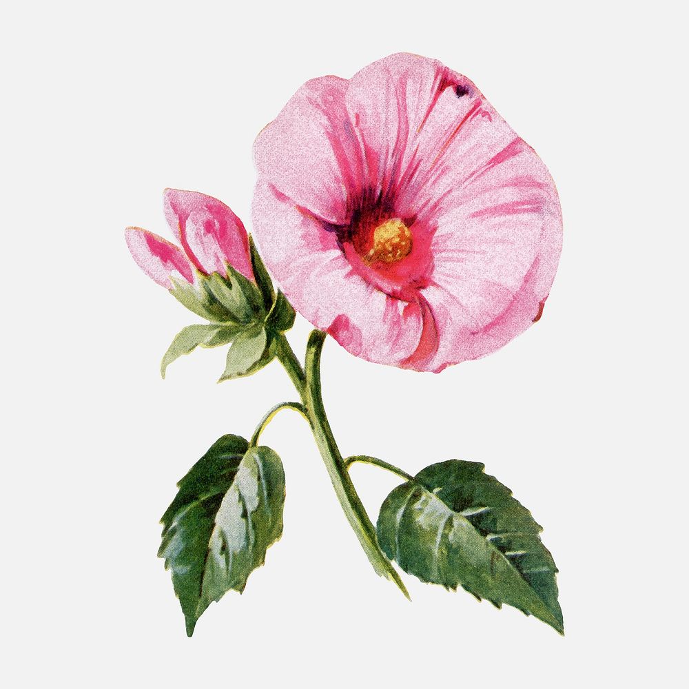 Hibiscus flower sticker, watercolor illustration vector, digitally enhanced from our own original copy of The Open Door to…