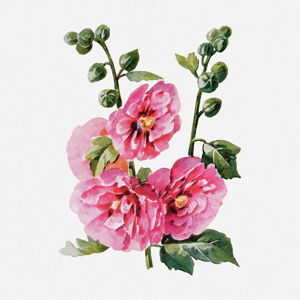 Hollyhock flower illustration, vintage watercolor design, digitally enhanced from our own original copy of The Open Door to…