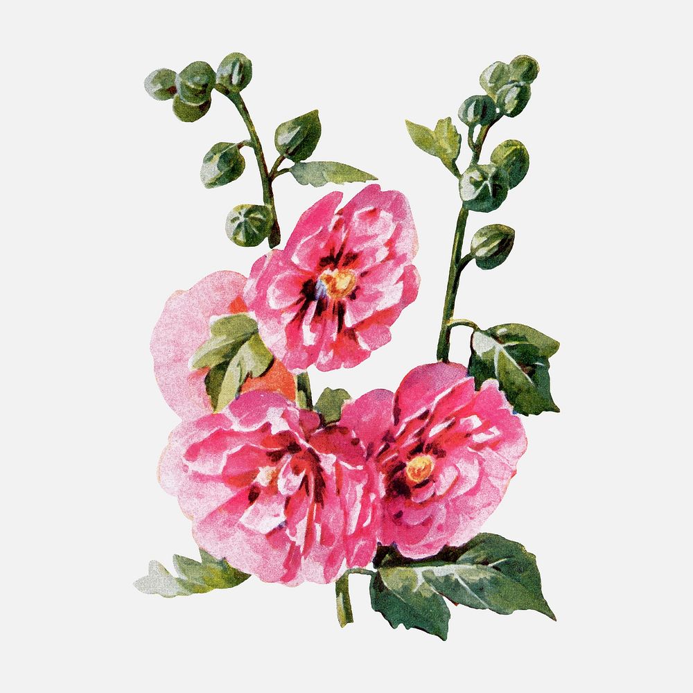 Hollyhock flower sticker, watercolor illustration vector, digitally enhanced from our own original copy of The Open Door to…
