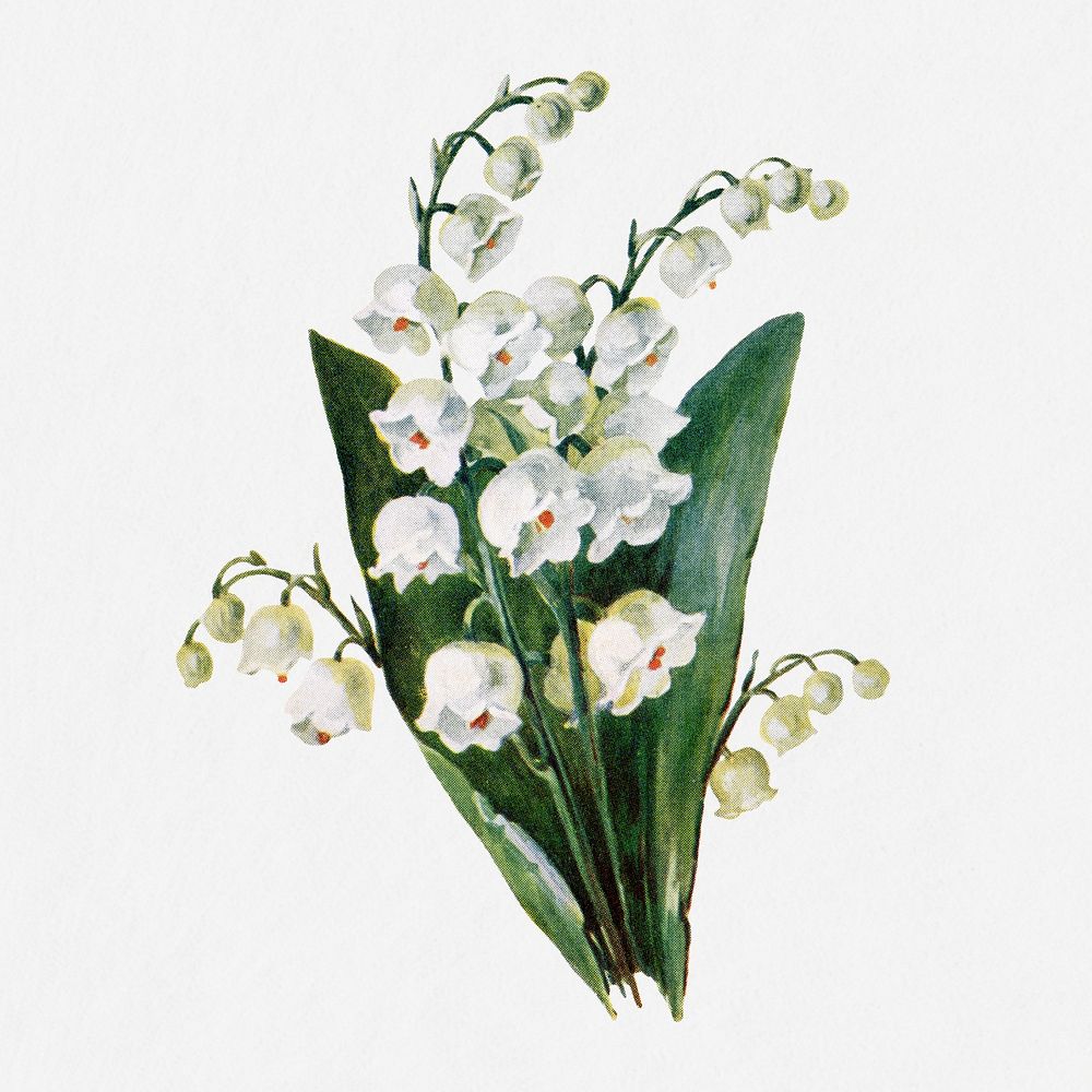 Lily of the valley flower illustration, vintage watercolor design, digitally enhanced from our own original copy of The Open…