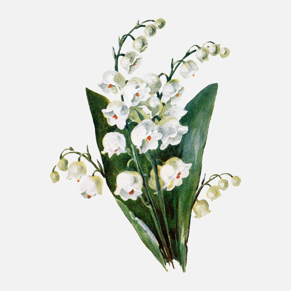 Lily of the valley flower collage element, botanical illustration vector, digitally enhanced from our own original copy of…