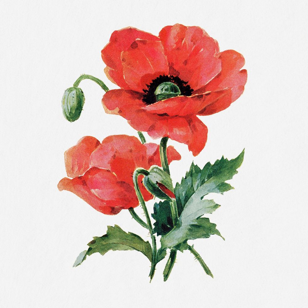 Poppy flower illustration, vintage watercolor design, digitally enhanced from our own original copy of The Open Door to…