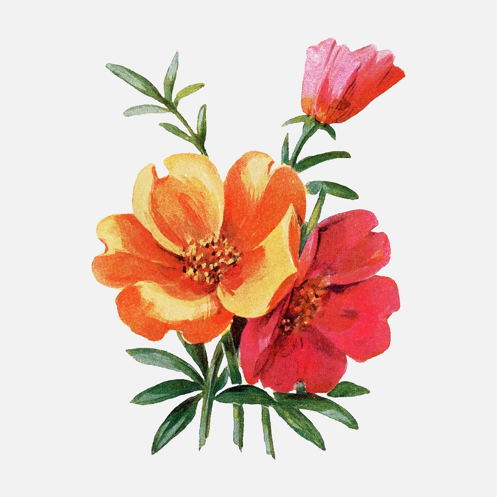 Portulacia flower clipart, vintage watercolor illustration vector, digitally enhanced from our own original copy of The Open…