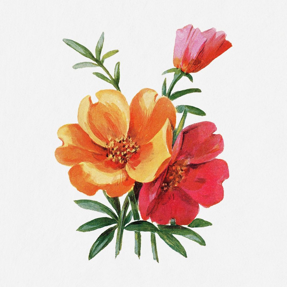 Portulaca flower illustration, vintage watercolor design, digitally enhanced from our own original copy of The Open Door to…