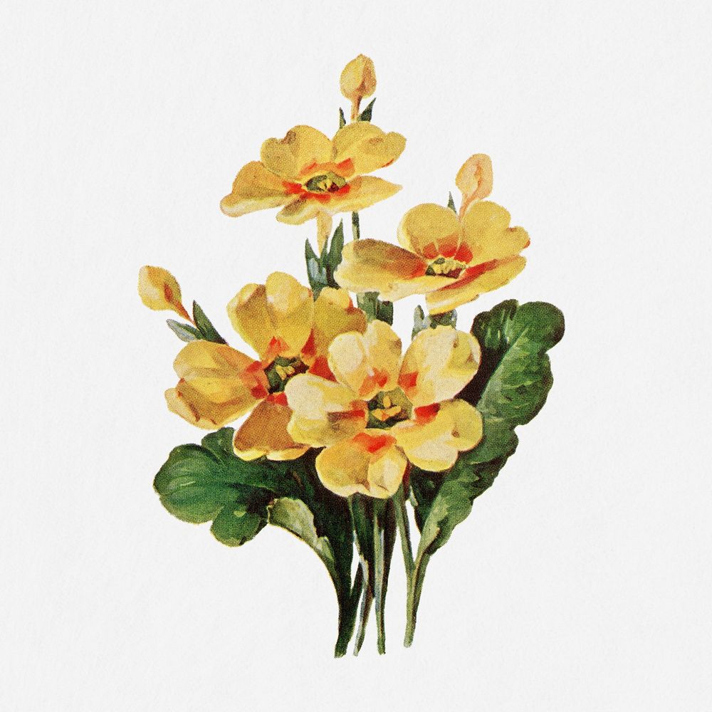 Primrose flower illustration, vintage watercolor design, digitally enhanced from our own original copy of The Open Door to…