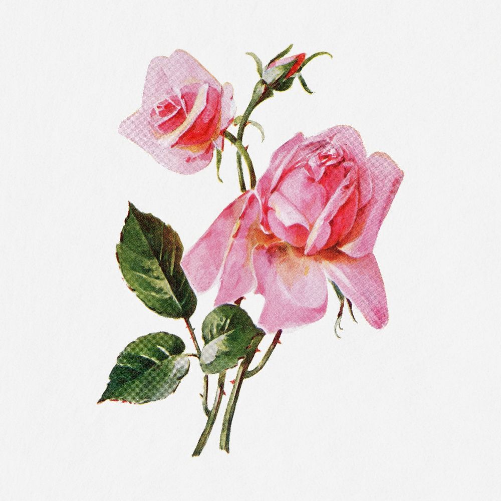 Rose flower illustration, vintage watercolor design, digitally enhanced from our own original copy of The Open Door to…