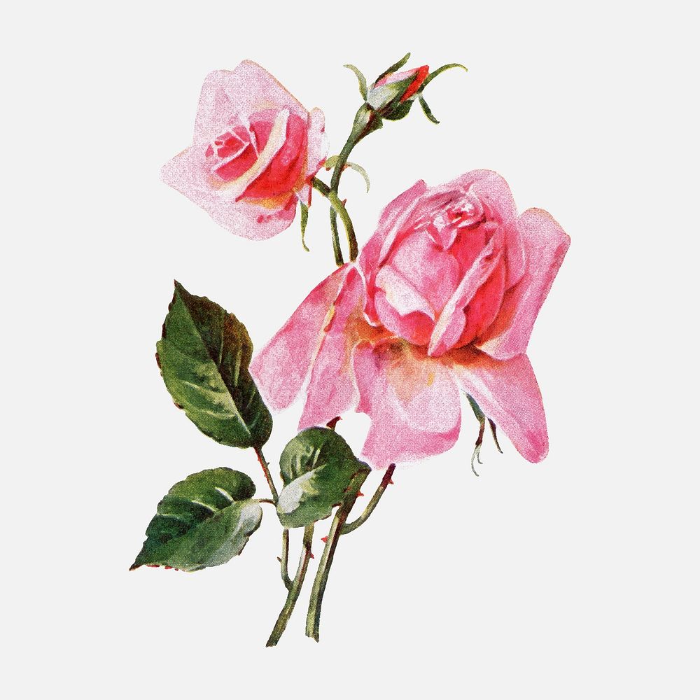 Rose flower sticker, watercolor illustration vector, digitally enhanced from our own original copy of The Open Door to…