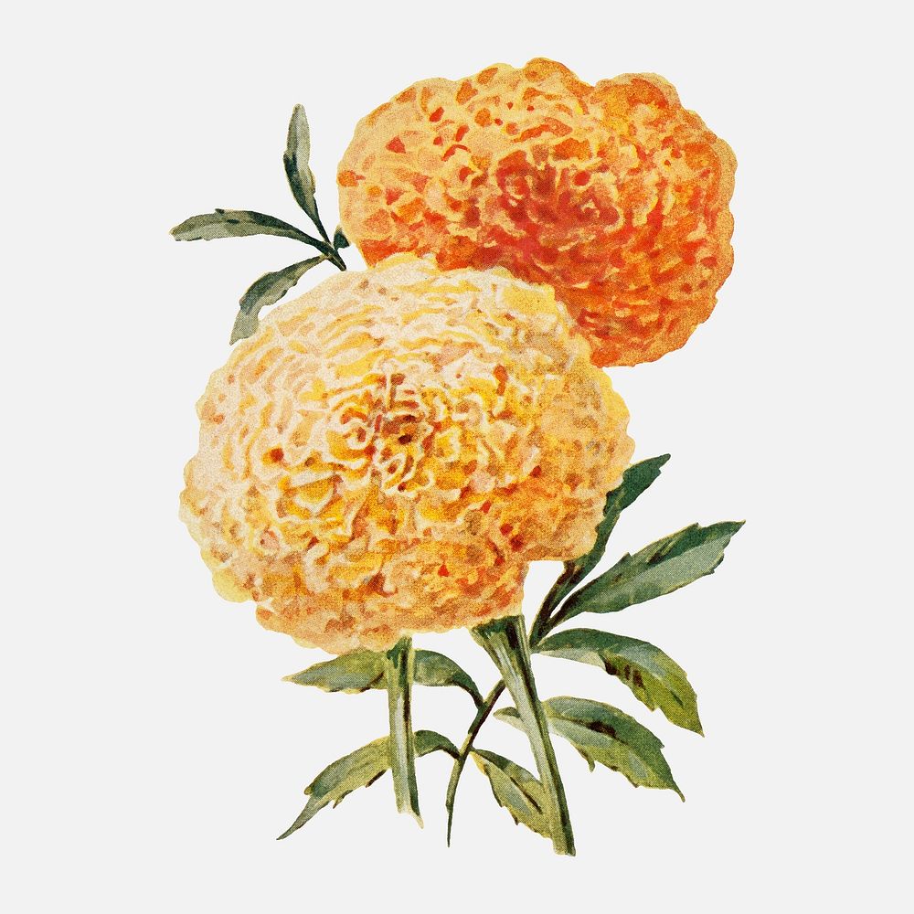 Marigold flower sticker, vintage watercolor illustration vector, digitally enhanced from our own original copy of The Open…