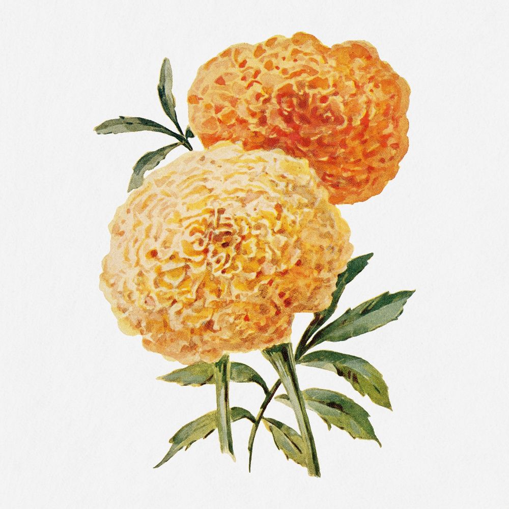 Marigold flower illustration, vintage watercolor design, digitally enhanced from our own original copy of The Open Door to…