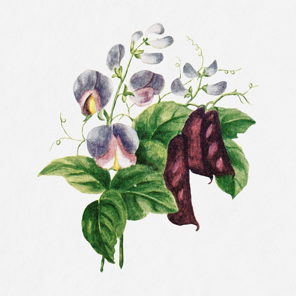 Hyacinth Bean flower illustration, vintage watercolor design, digitally enhanced from our own original copy of The Open Door…