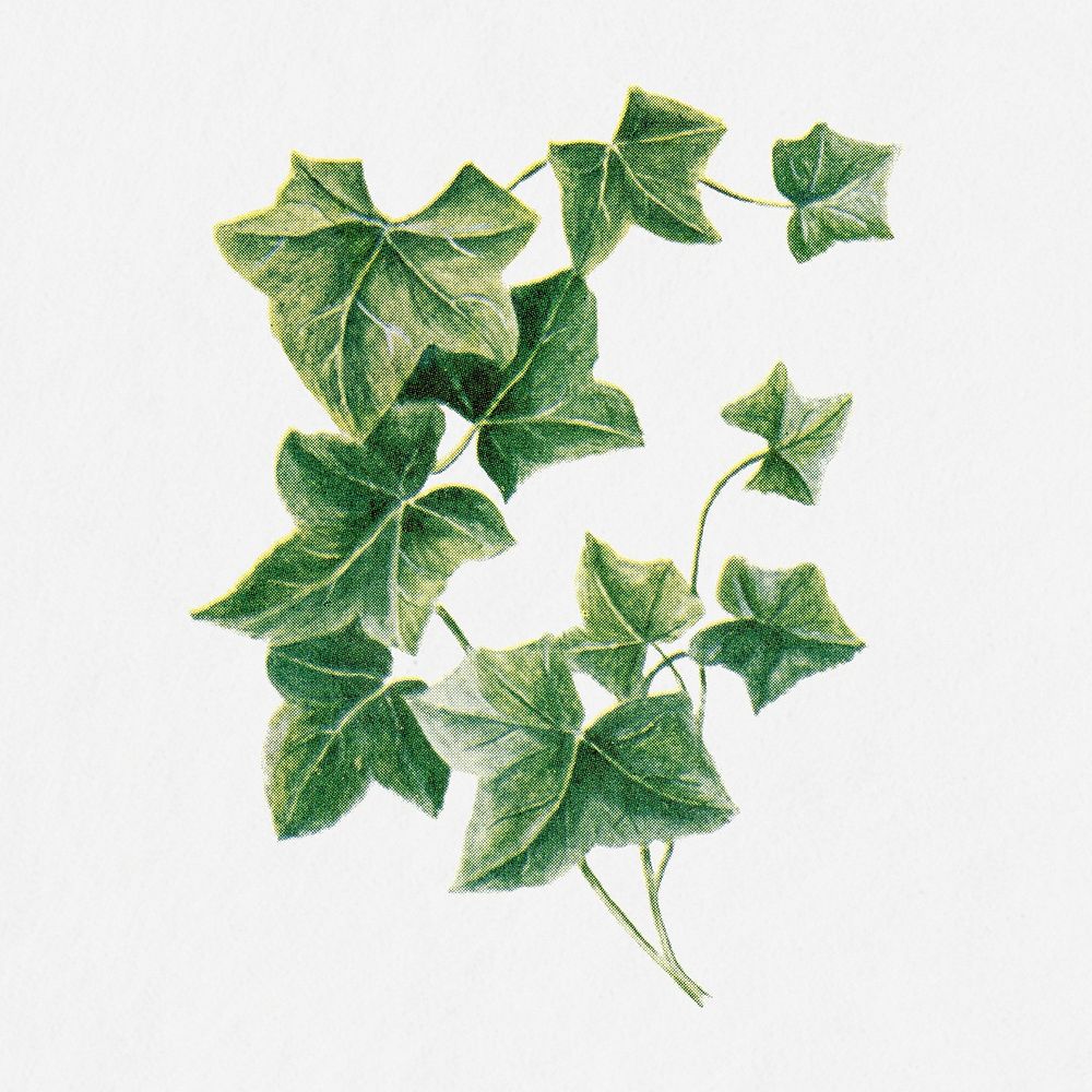 Ivy illustration, vintage watercolor design, digitally enhanced from our own original copy of The Open Door to Independence…