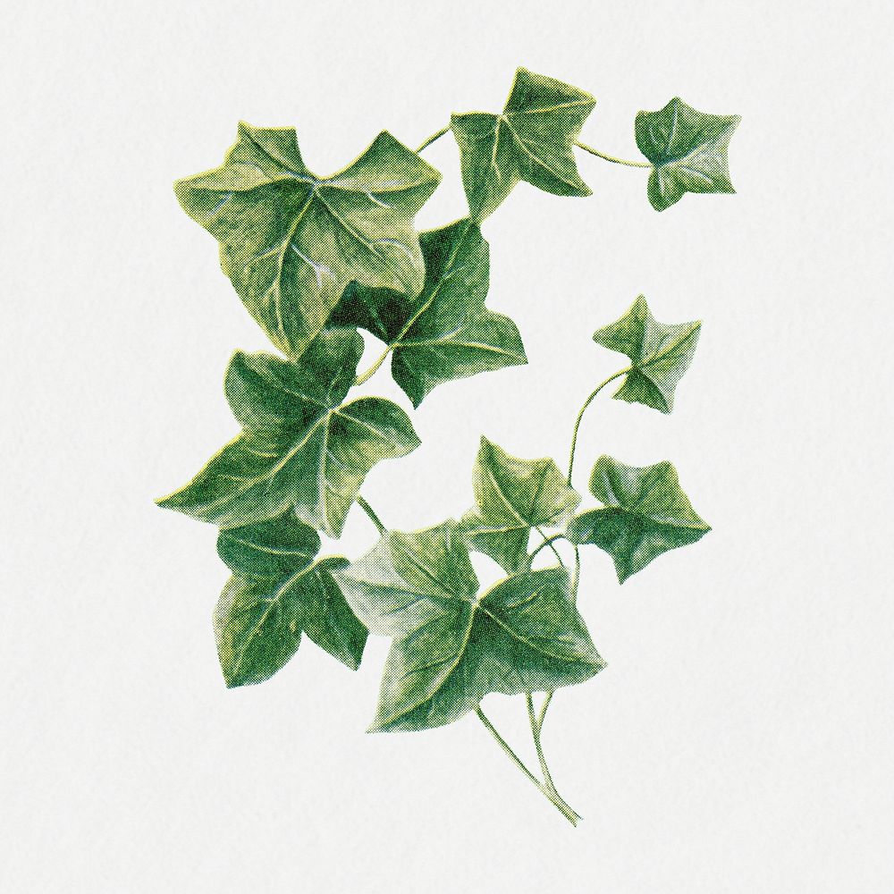 Ivy leaf collage element, vintage illustration psd, digitally enhanced from our own original copy of The Open Door to…