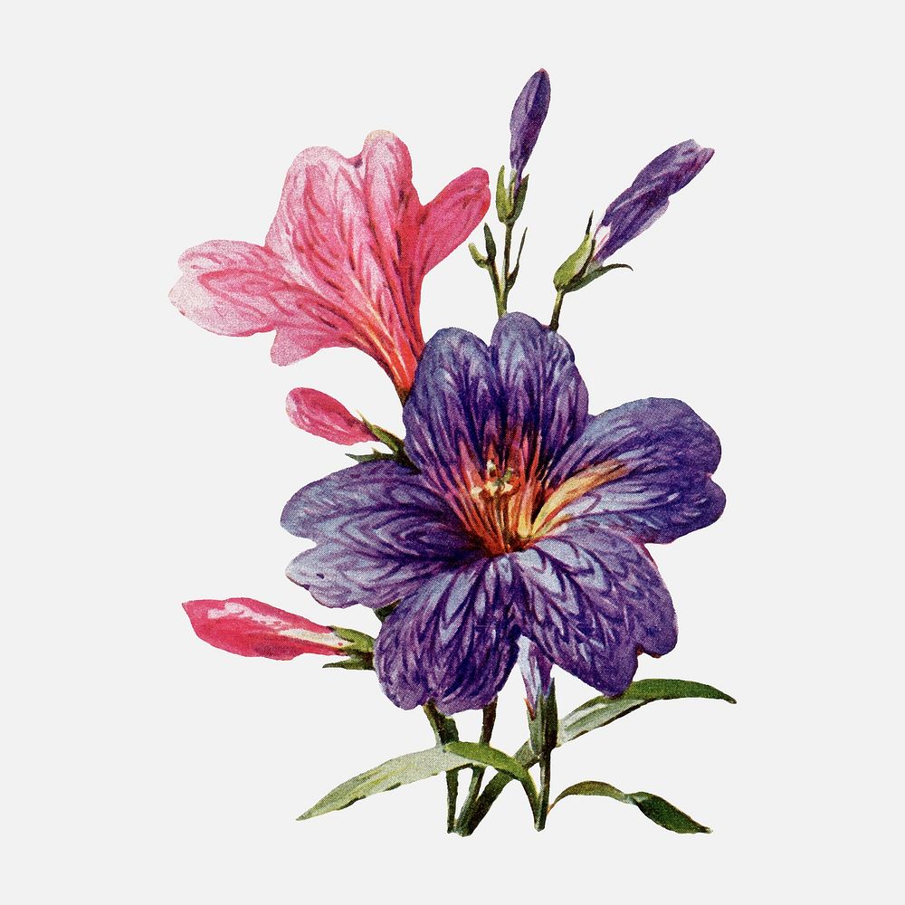Salpiglossis flower collage element, vintage illustration vector, digitally enhanced from our own original copy of The Open…
