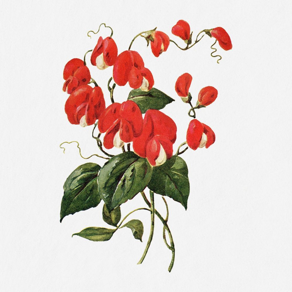 Scarlet runner flower illustration, vintage watercolor design, digitally enhanced from our own original copy of The Open…