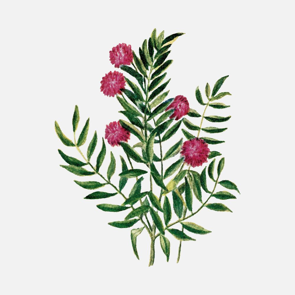 sensitive plant clipart, botanical illustration vector, digitally enhanced from our own original copy of The Open Door to…