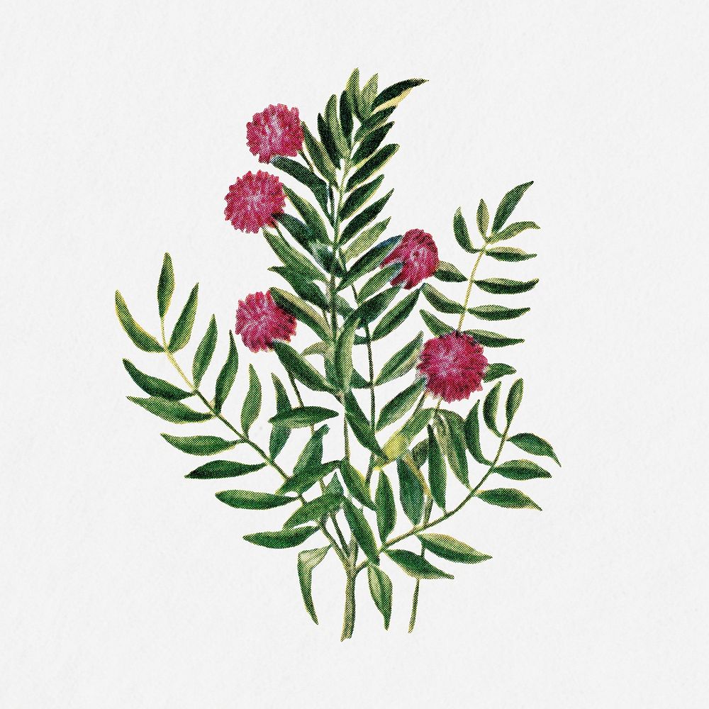 Sensitive plant flower illustration, vintage watercolor design, digitally enhanced from our own original copy of The Open…