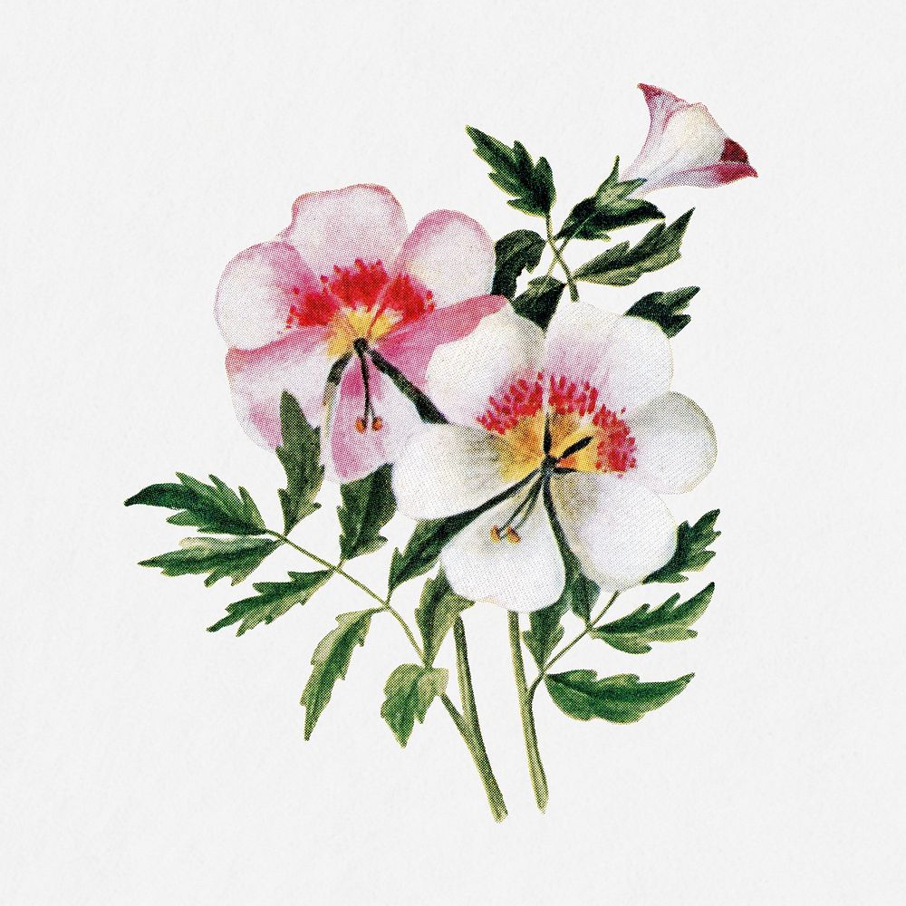 Schizanthus flower illustration, vintage watercolor design, digitally enhanced from our own original copy of The Open Door…