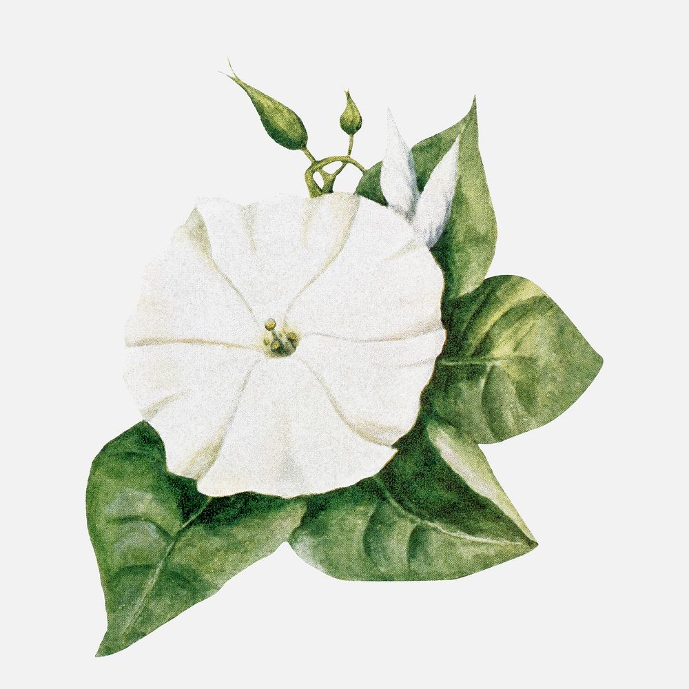 Moonflower flower sticker, vintage watercolor illustration vector, digitally enhanced from our own original copy of The Open…