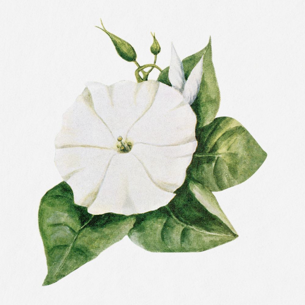 Moon flower illustration, vintage watercolor design, digitally enhanced from our own original copy of The Open Door to…