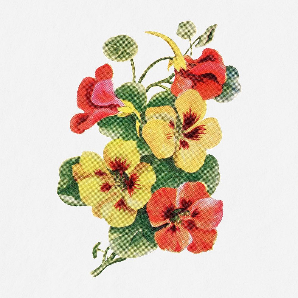 Nasturtium flower illustration, vintage watercolor design, digitally enhanced from our own original copy of The Open Door to…