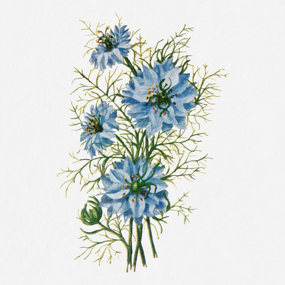 Nigella flower illustration, vintage watercolor design, digitally enhanced from our own original copy of The Open Door to…
