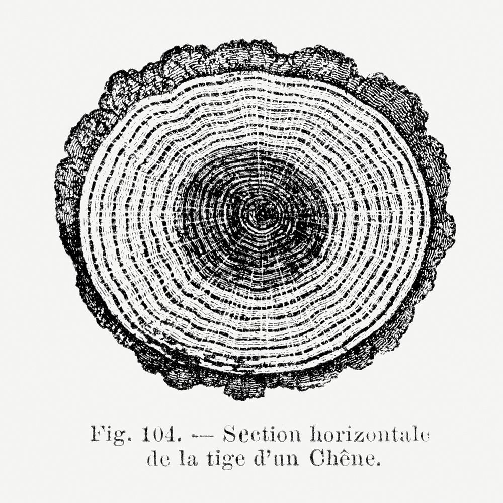 Tree trunk drawing. Digitally enhanced from our own original copy of Les Palmiers Histoire Iconographique (1878)…