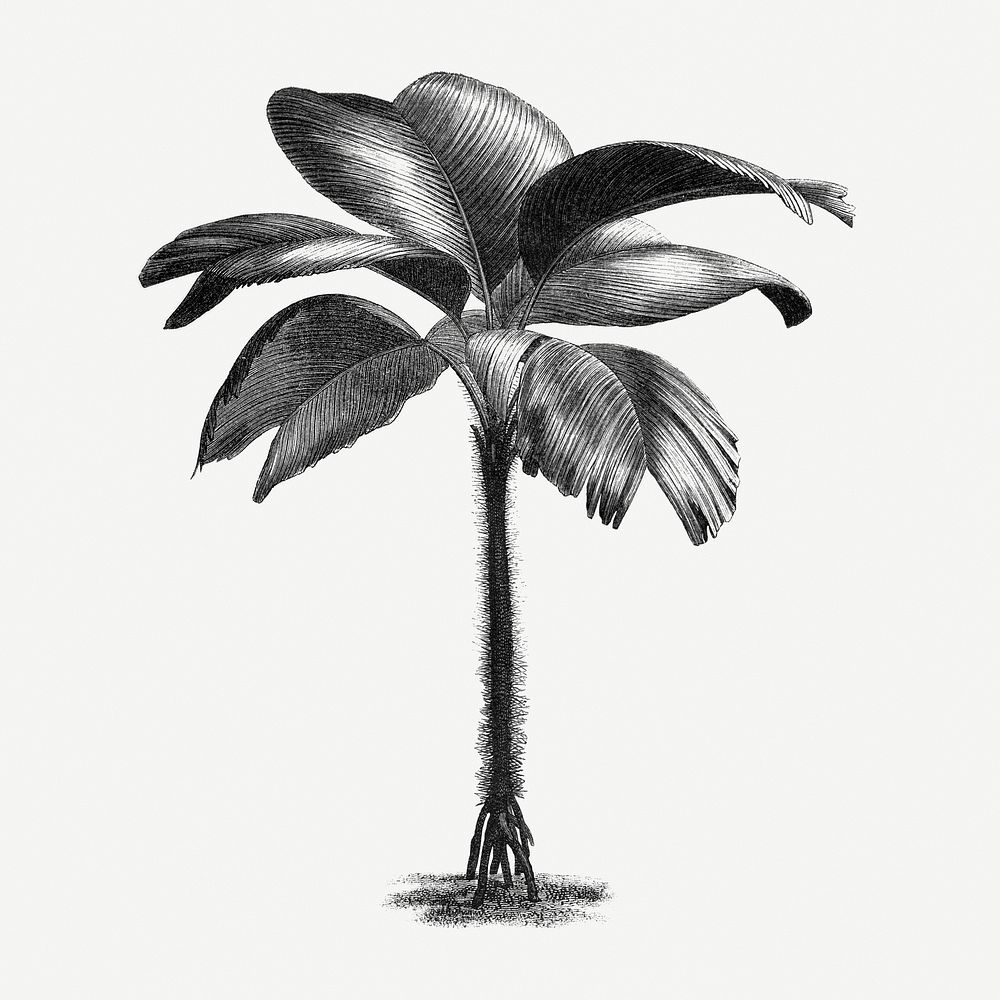 Palm tree illustration, vintage botanical drawing