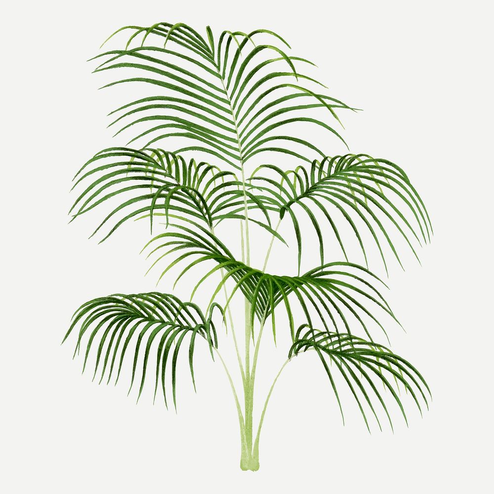 Palm tree clip art, aesthetic botanical illustration in green, vector collage element