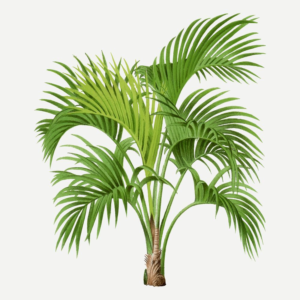Tropical palm tree sticker, aesthetic botanical illustration in green, vector collage element