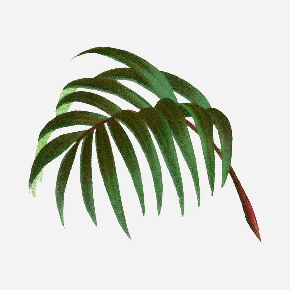 Palm leaf sticker, green botanical illustration, psd collage element