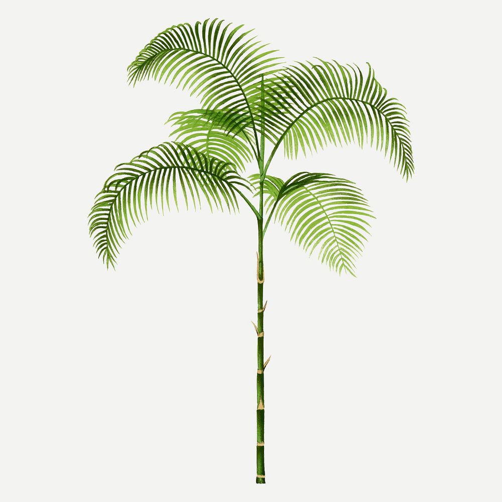 Palm tree clip art, aesthetic botanical illustration in green, vector collage element