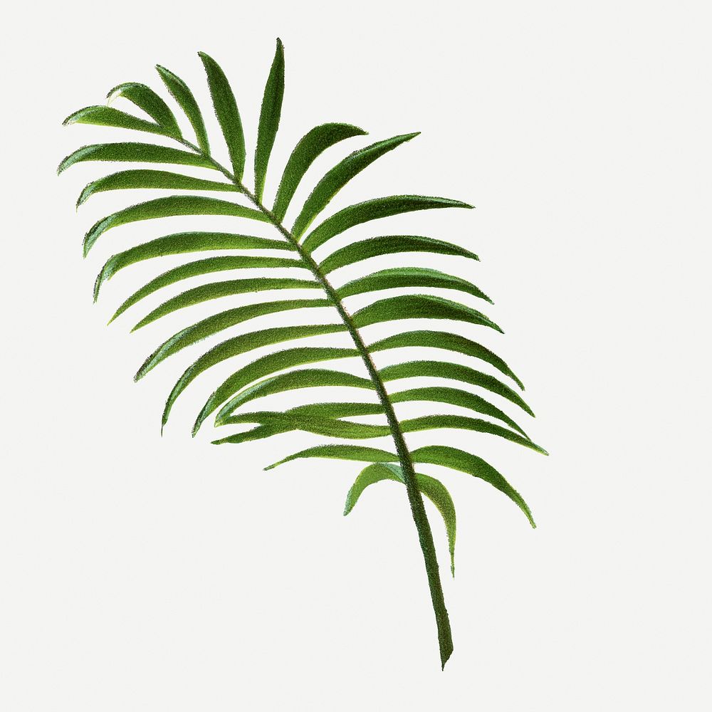 Palm leaf illustration, vintage botanical drawing in green watercolor