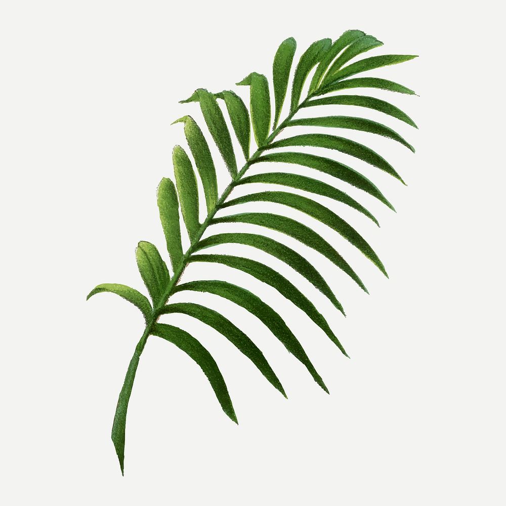 Palm leaf sticker, aesthetic botanical illustration in green, vector collage element