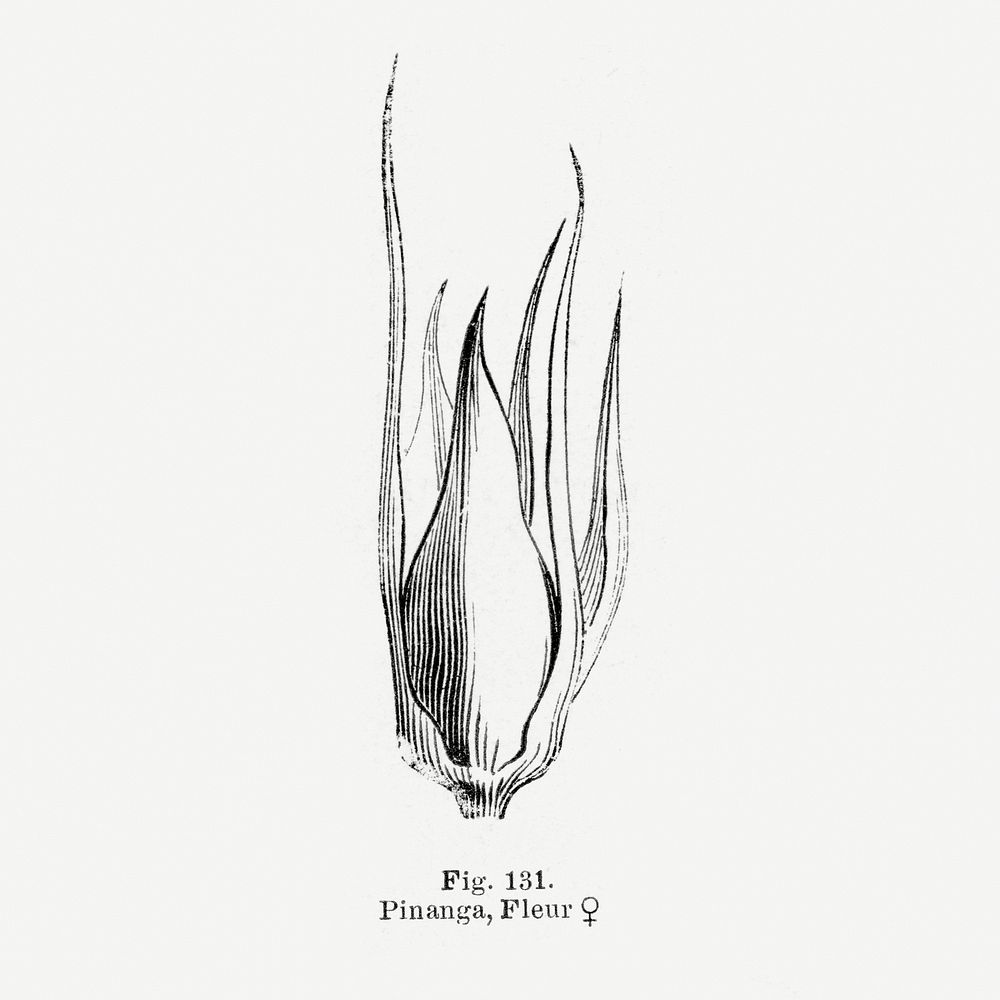 Classic botanical drawing. Digitally enhanced from our own original copy of Les Palmiers Histoire Iconographique (1878)…