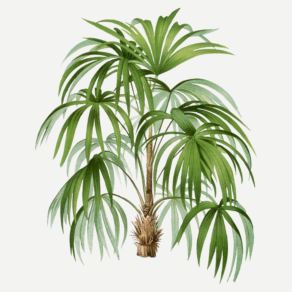 Palm tree clip art, aesthetic botanical illustration in green, vector collage element