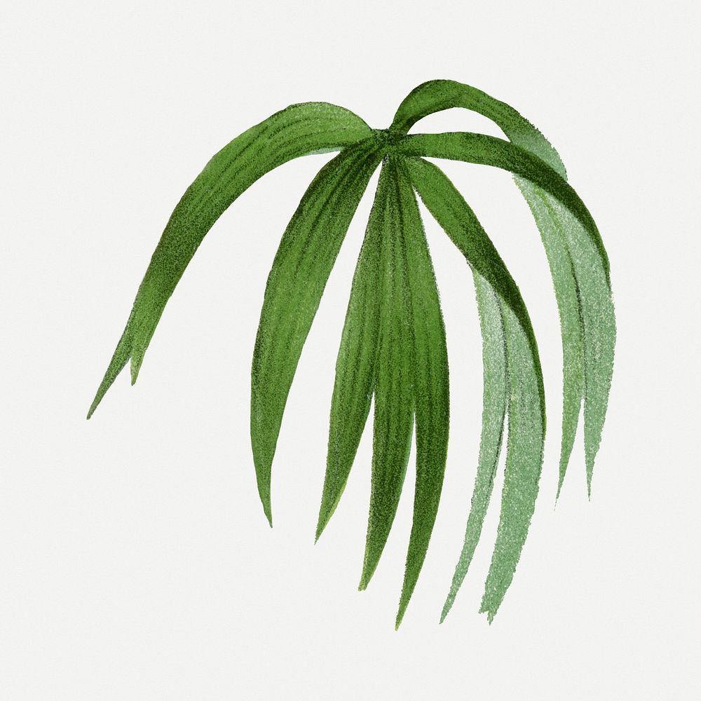 Palm leaf clip art, aesthetic botanical illustration in green, psd collage element