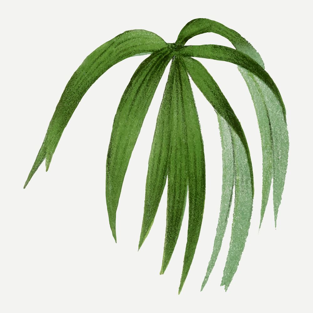 Tropical palm leaf sticker, aesthetic botanical illustration in green, vector collage element