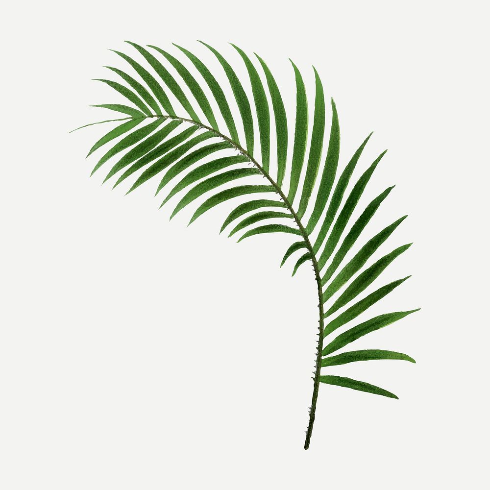 Tropical palm leaf sticker, aesthetic botanical illustration in green, vector collage element