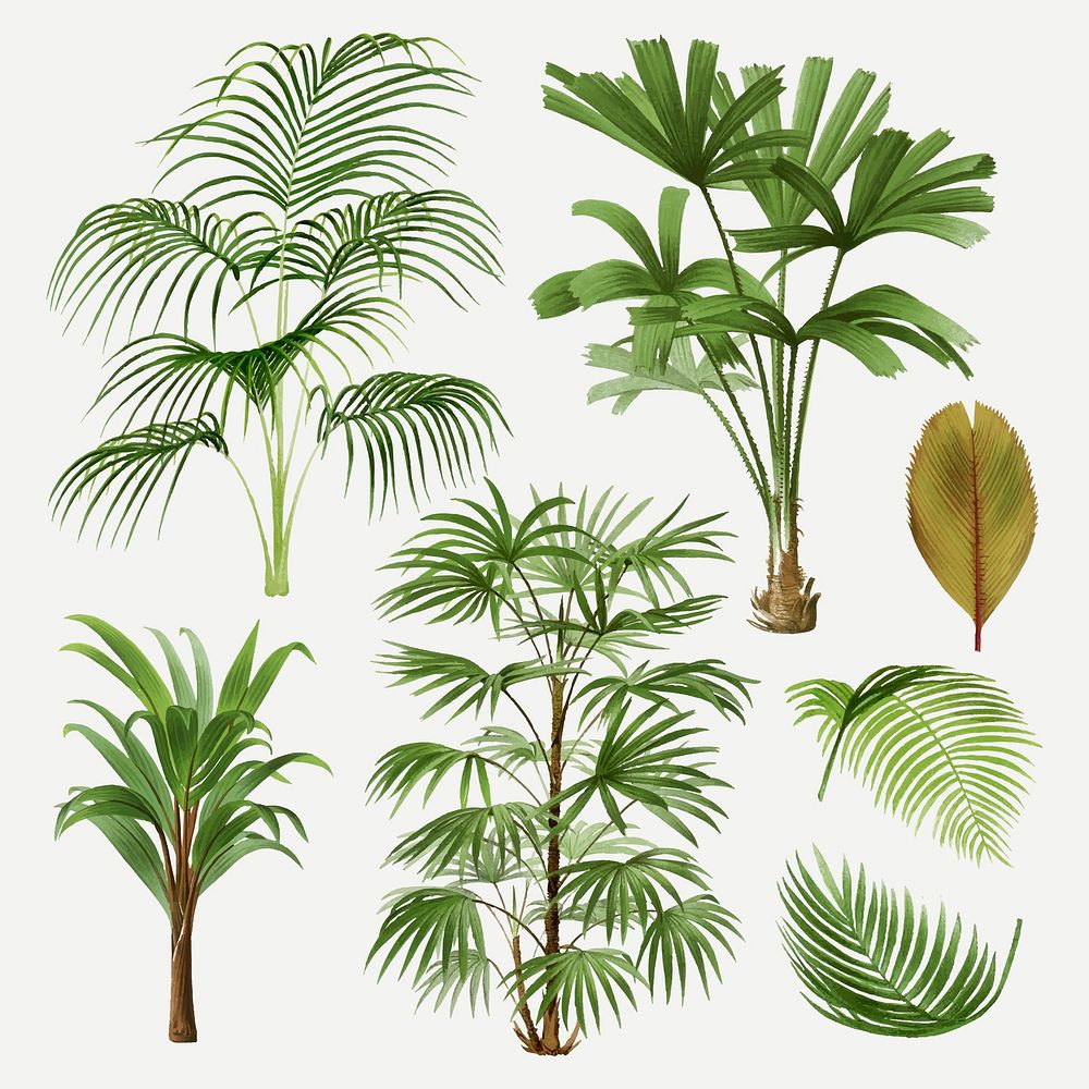 Palm tree clip art, aesthetic botanical illustration, vector collage element set