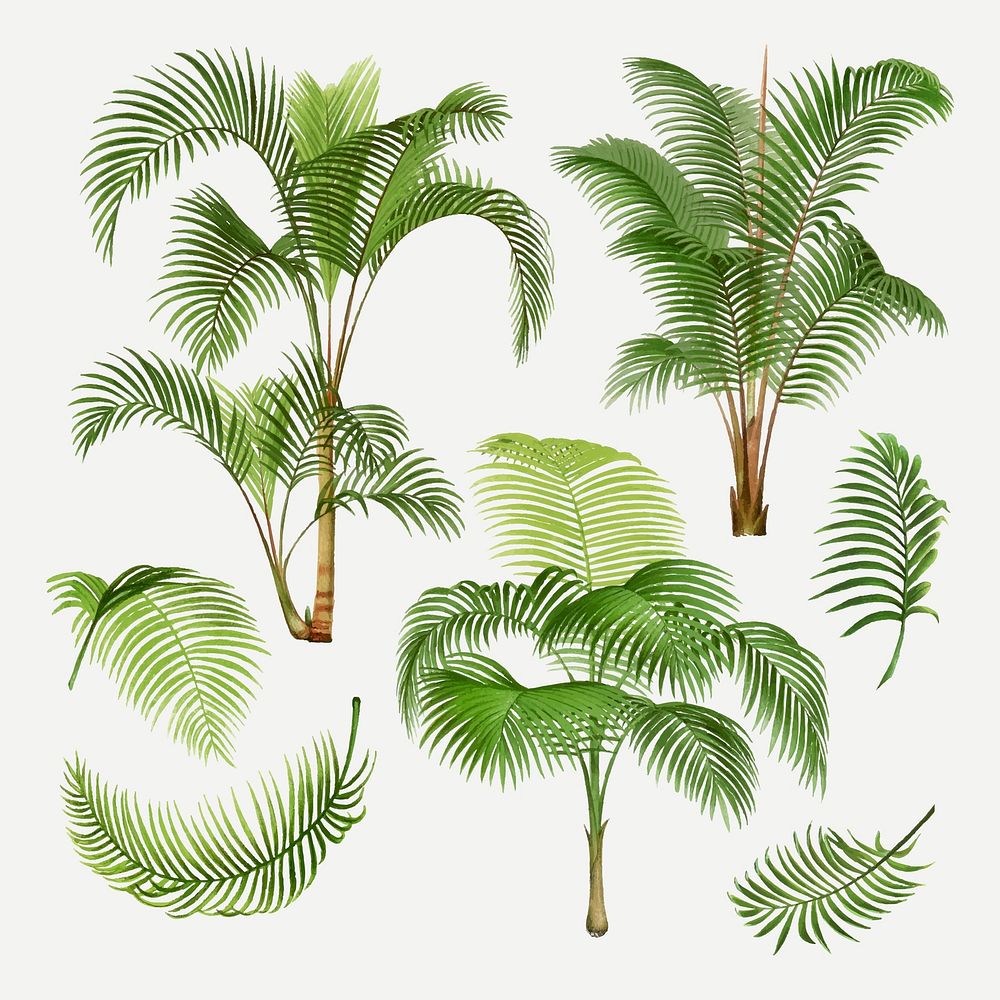 Palm tree clip art, aesthetic botanical illustration, vector collage element set