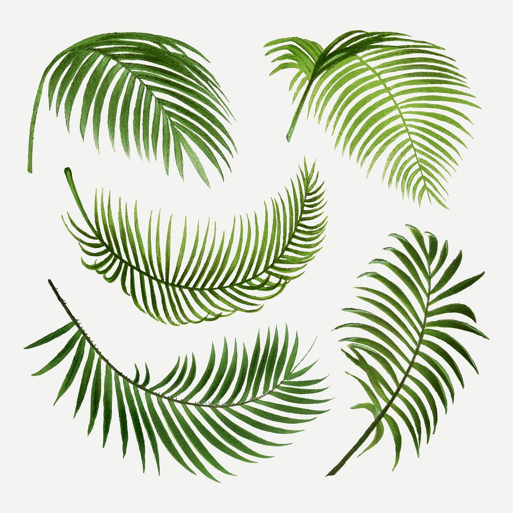 Tropical leaf clip art, aesthetic vintage palm leaves illustration, vector collage element set