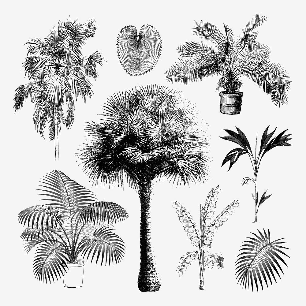 Palm tree clip art, aesthetic botanical illustration, vector collage element set