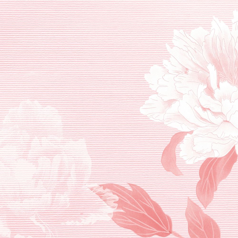 White peony flower border on pink background