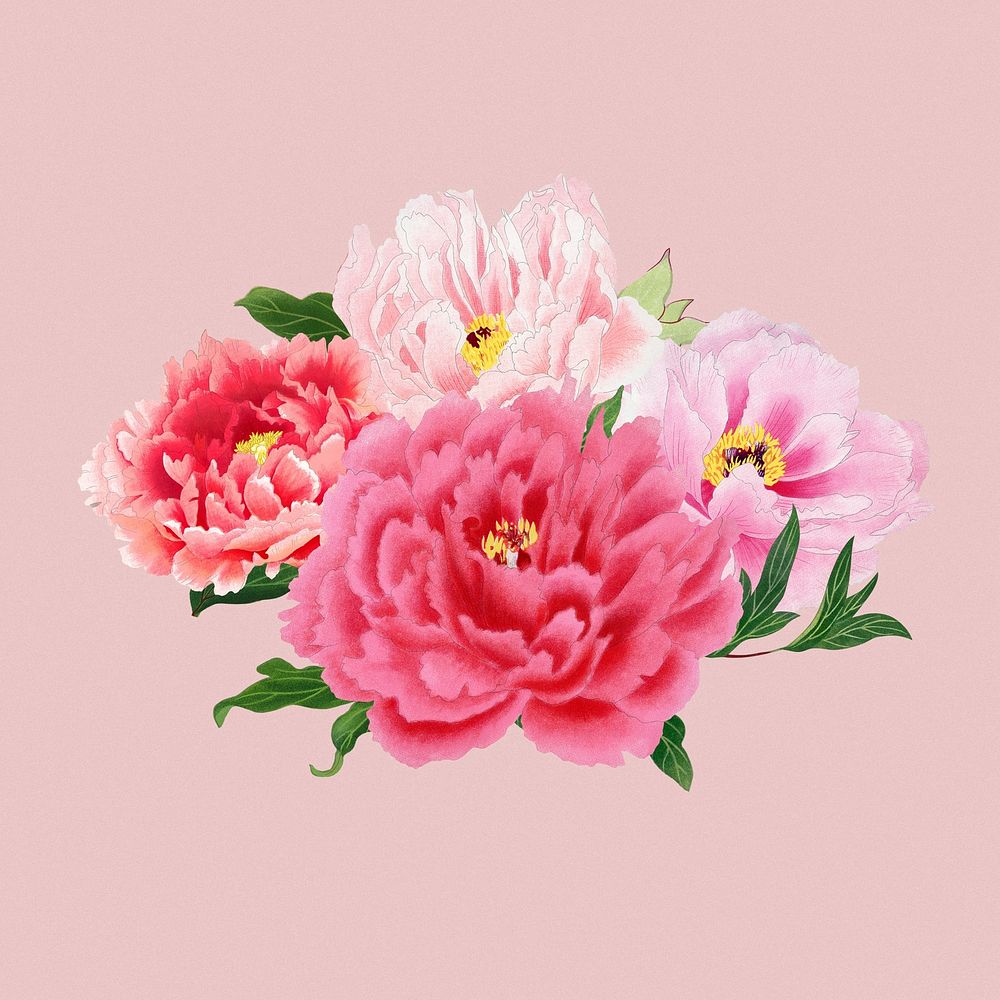 Pink peony clipart, botanical flower design element
