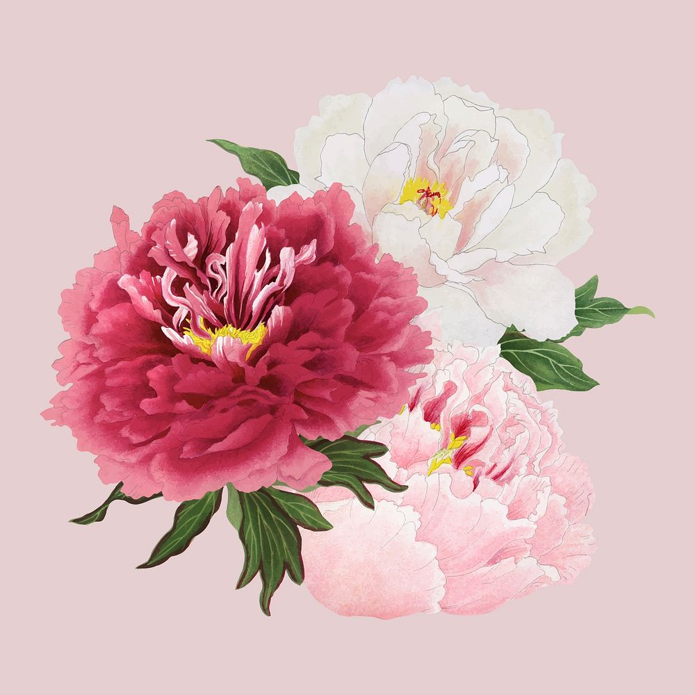 Peony flower clipart, pink & white botanical floral design vector