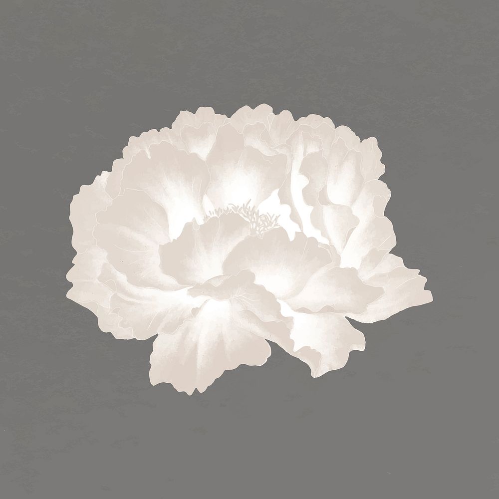 Peony flower clipart, white botanical floral design vector