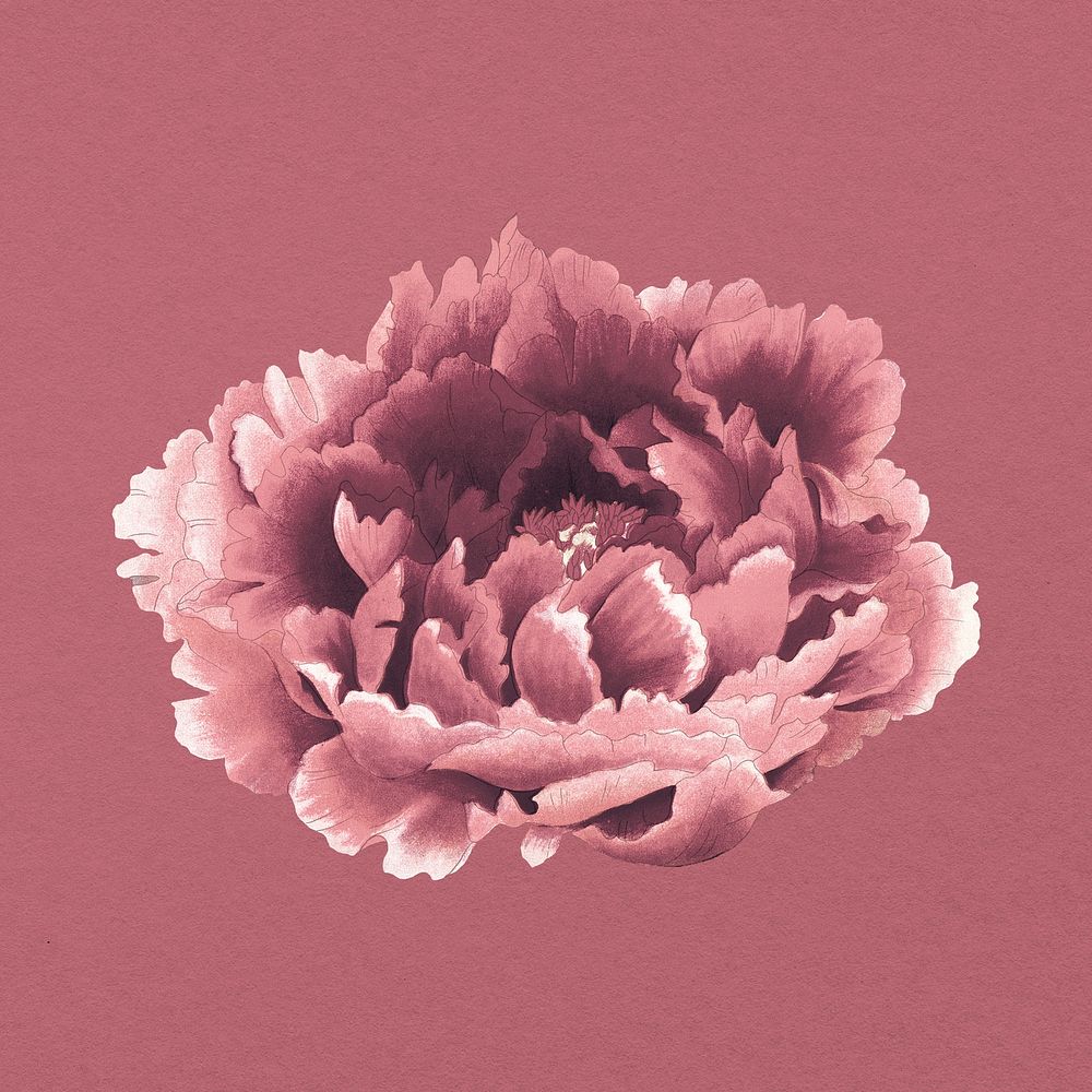 Pink peony clipart, botanical flower design element